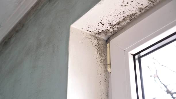 Best Attic Mold Removal  in Lindenwold, NJ