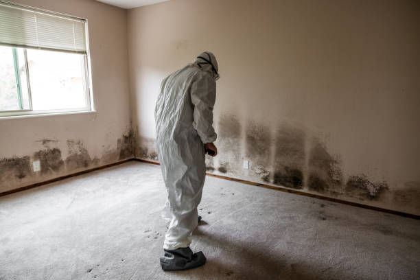 Best Toxic Mold Removal  in Lindenwold, NJ