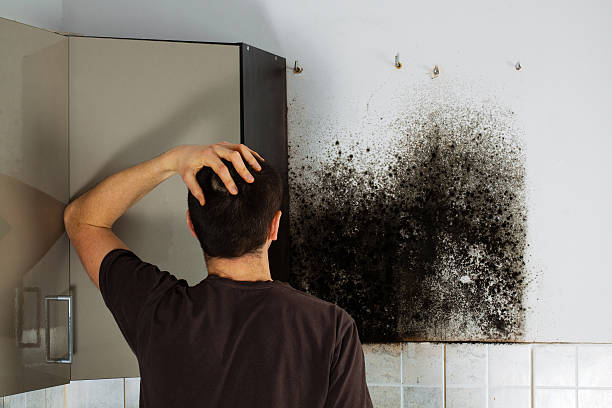 Best Professional Mold Removal  in Lindenwold, NJ