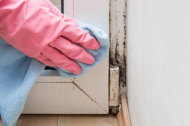 Best Mold Cleaning Services  in Lindenwold, NJ