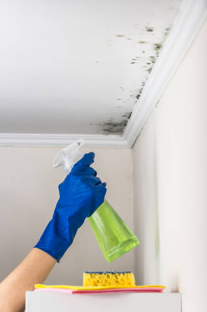 Best Mold Damage Repair  in Lindenwold, NJ